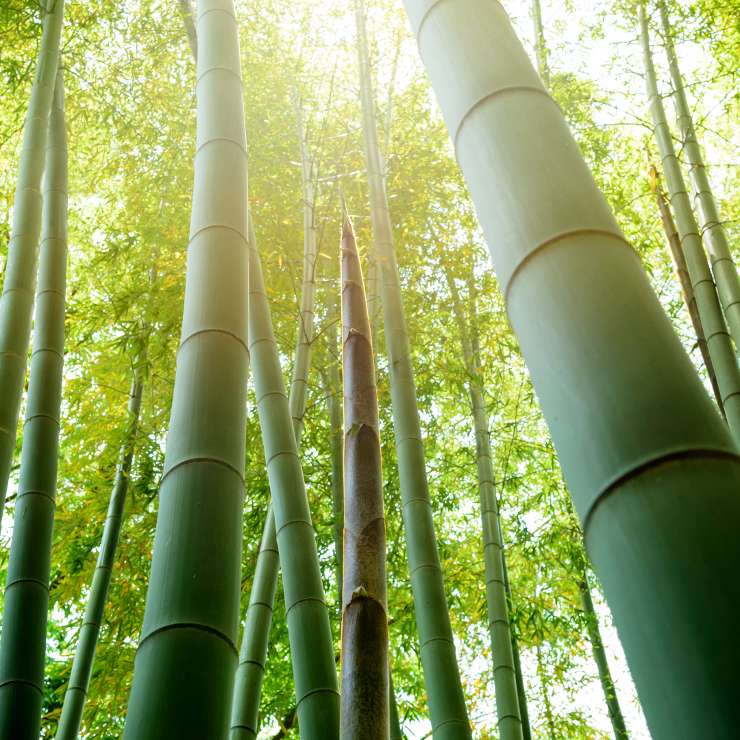 Eco-Friendly Living with Bamboo Products